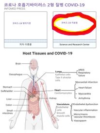 코로나 호흡기바이러스 2형 질병 (COVID-19) 치료 기전